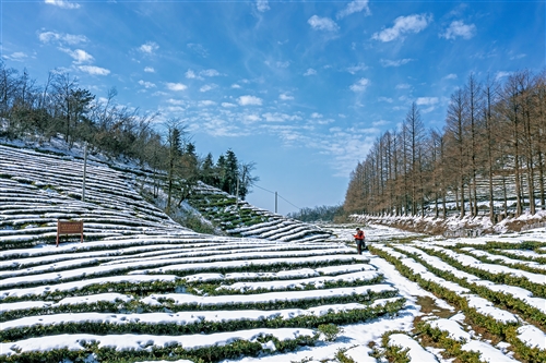 《山峰茶園》