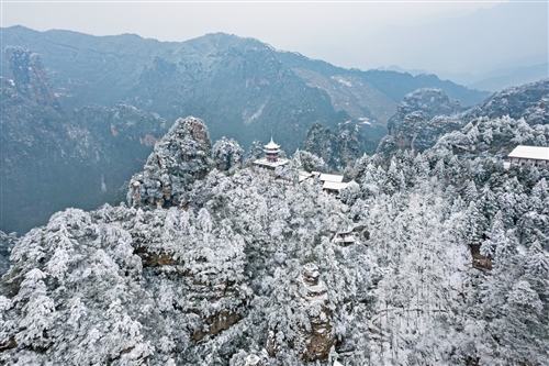 《雪峰杉林無限美》